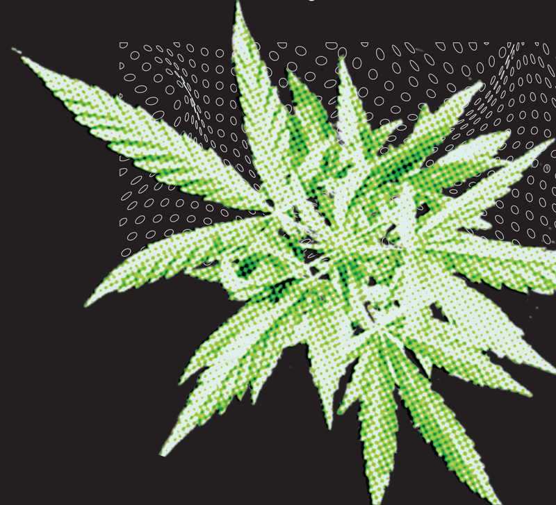 Cannabis