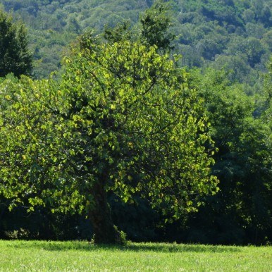 1-Jahres-Katamnese 2008 1-Jahres-Katamnese 2008