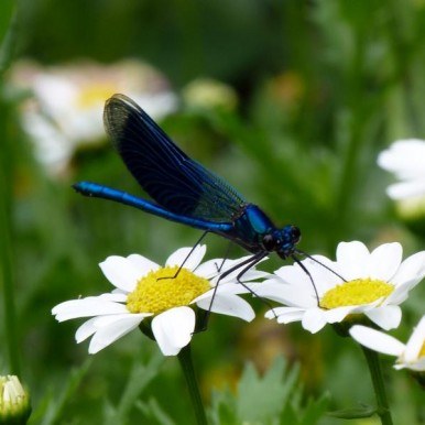 Evaluationsbericht 2009 Evaluationsbericht 2009