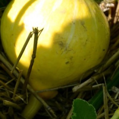 Freude am Garten