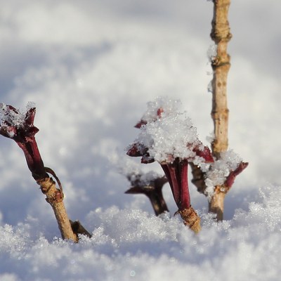 Für das Neue Jahr 2021 Für das Neue Jahr 2021