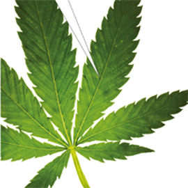 Mit Jugendlichen über Cannabis reden Mit Jugendlichen über Cannabis reden
