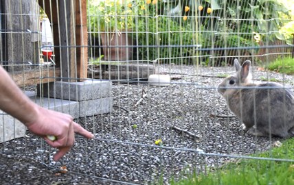 Tiere als Therapie – Pilotprojekt erfolgreich abgeschlossen Tiere als Therapie – Pilotprojekt erfolgreich abgeschlossen