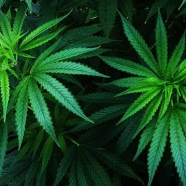 Was ist Cannabis? Was ist Cannabis?